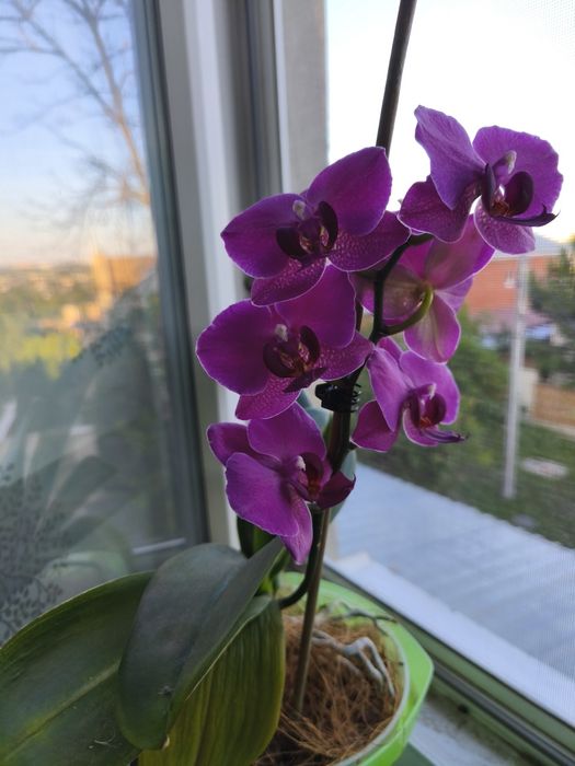 Продам домашні сортові орхідеі