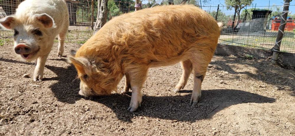 Porcos Kune Kune Juvenis (8 meses) – Para Estimação / Pastoreio