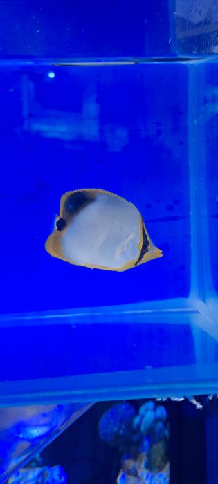 Chaetodon xanthocephalus S
