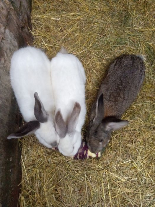 Кролі різних порід