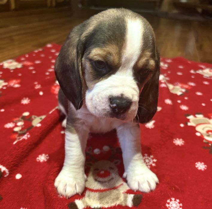 Sprzedam pieski rasy Beagle