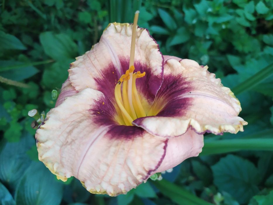 Лілейники , різні