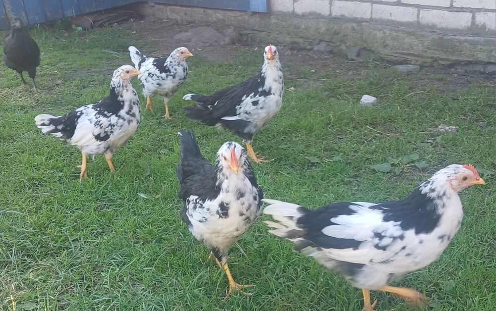 Підрощені курчата, продаю підрощені курчата 2,3 місяці,  продаю