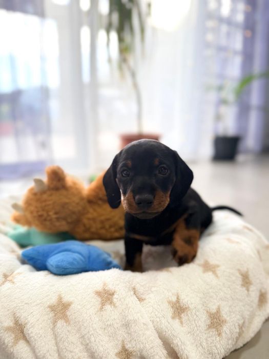 Teckel Standard com lop