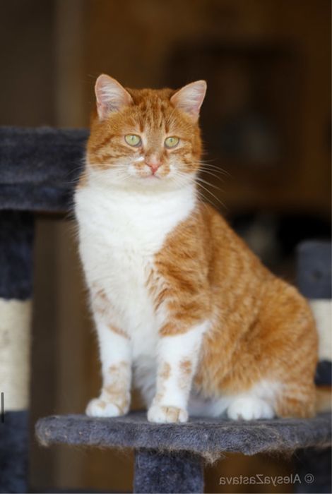 Фрау котенок 2 года, ласковая красивая кошечка, кошка