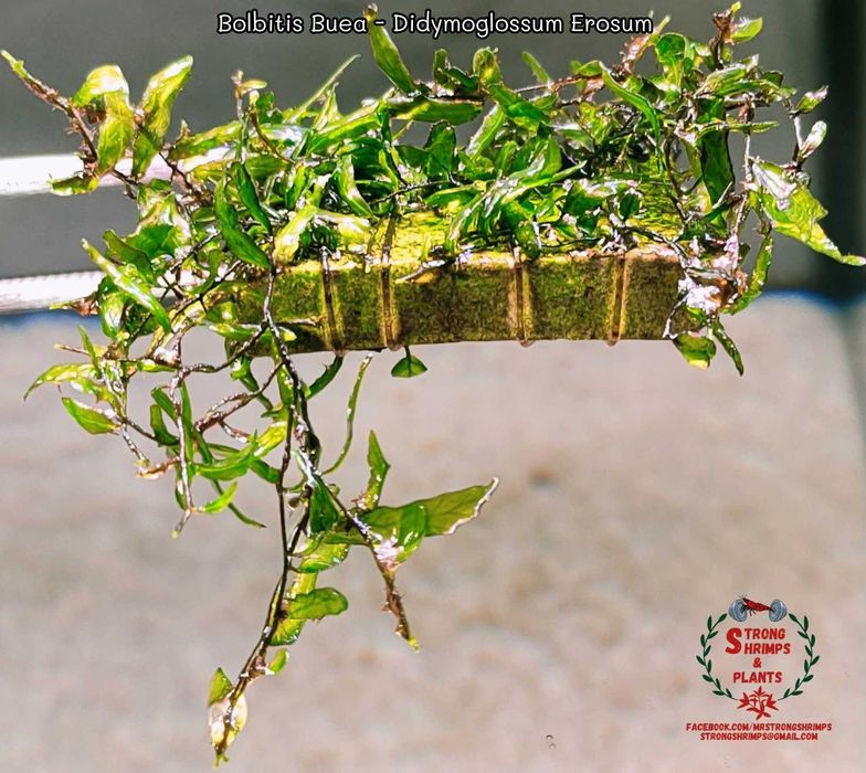 Bolbitis Buea - Didymoglossum Erosum Rarytas