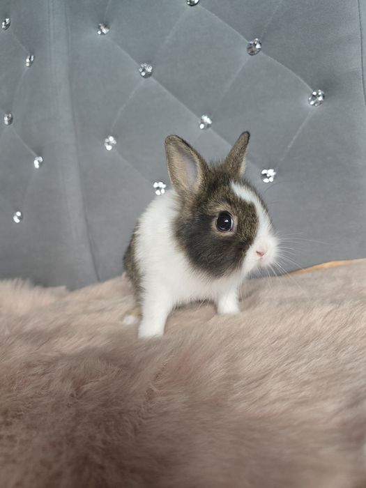 Królik króliczek miniaturka lwia