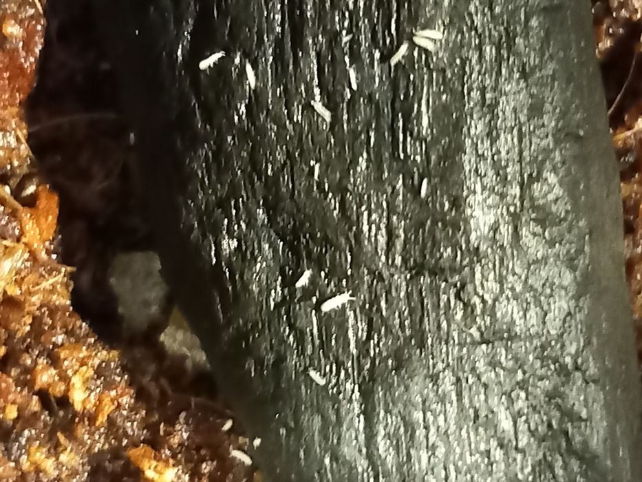 Skoczogonki białe/ekipa sprzątająca