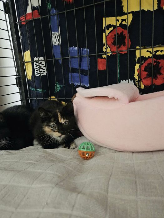 Kotki do adopcji, kot, kotek, kotka