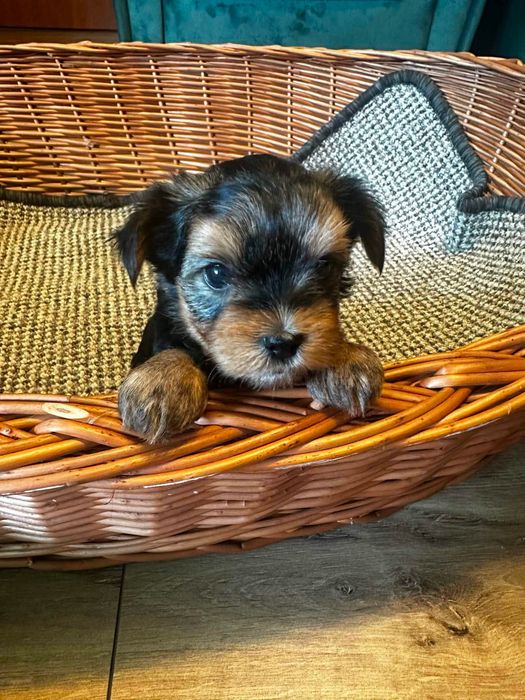 yorkshire suczka terrier rodowód