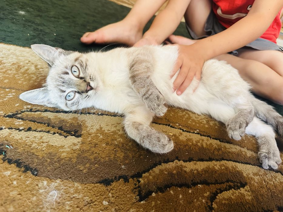 Кошеня відам в добрі руки