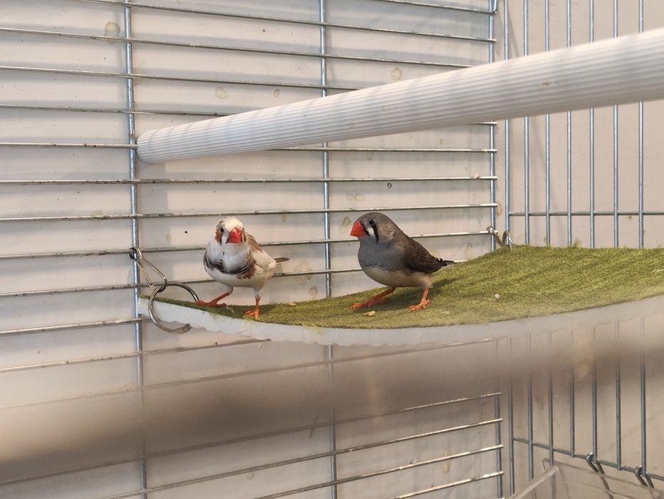 Продам клітку для птахів IMAC.