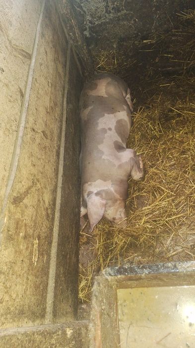 Продам свиней ціна договірна