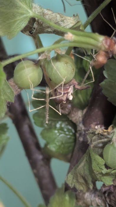 Patyczak rogaty (Medauroidea extradentata) – Łatwa hodowla!Opis: