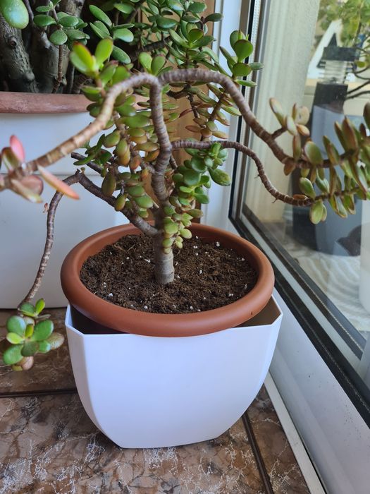 Planta de Jade (Crassula Ovata)