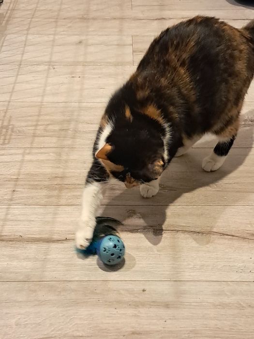 Hotel dla psów I innych futrzaczków