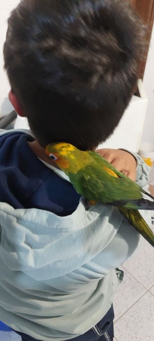 Aratinga sol domesticada.