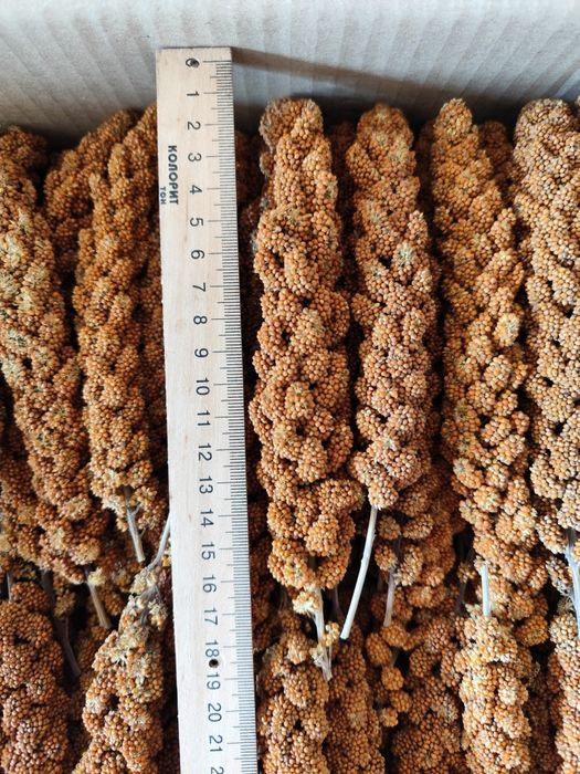 Чумиза, корм, колоски чумизи