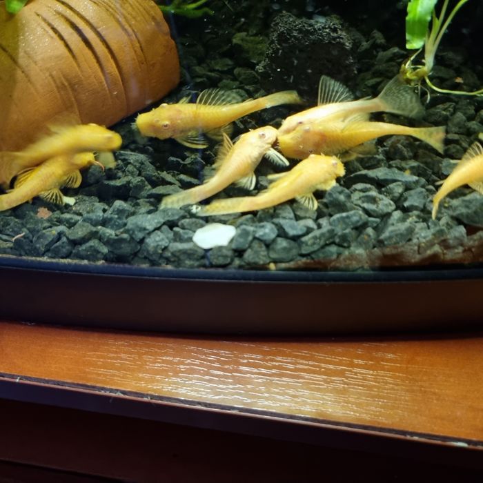 Glonojady albinos