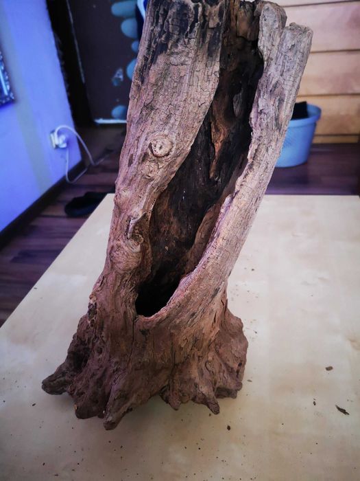 KORZEŃ średni do Terrarium DO AKWARIUM nr. 5