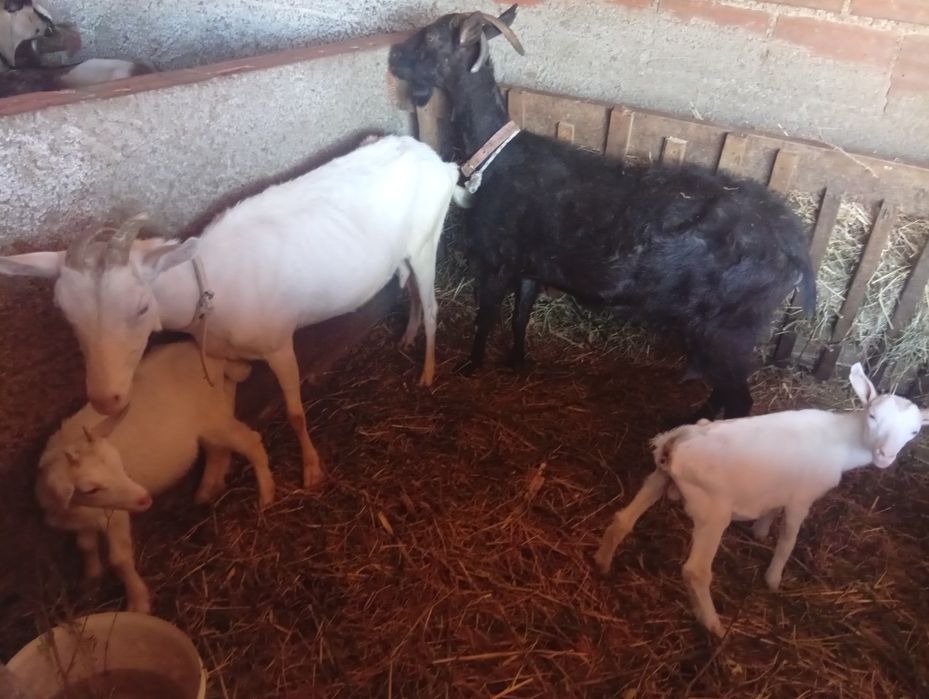 Cabras para mudar pasto