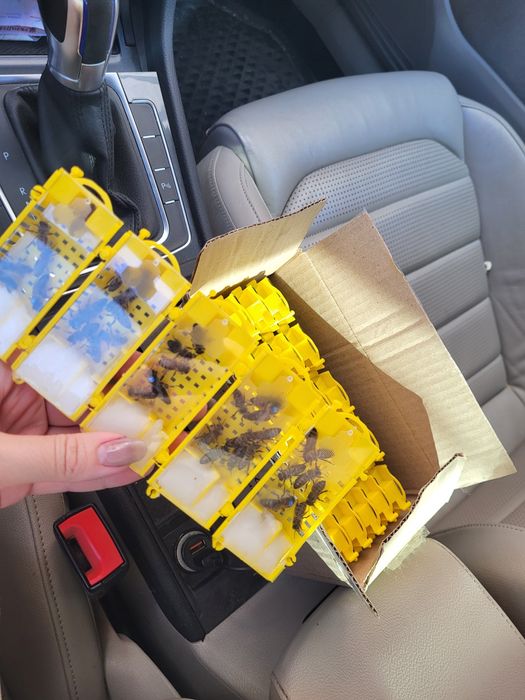 Бджоломатки Карніка F1 – Мед + Спокій!