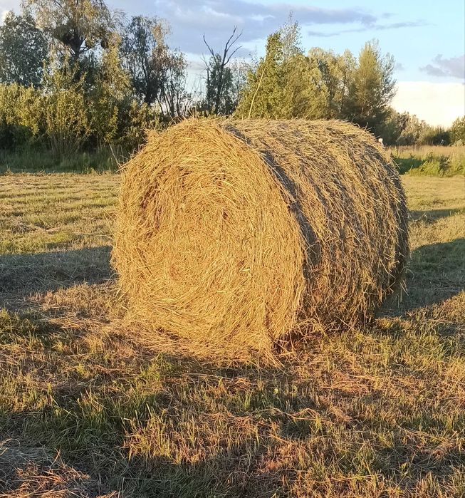 Лугове сіно  в тюках