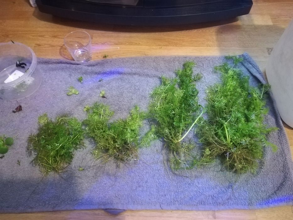 Oddam. Zamienię Różdżyca paprotnikowa