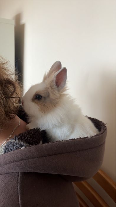 Pilne! Króliczki miniaturki