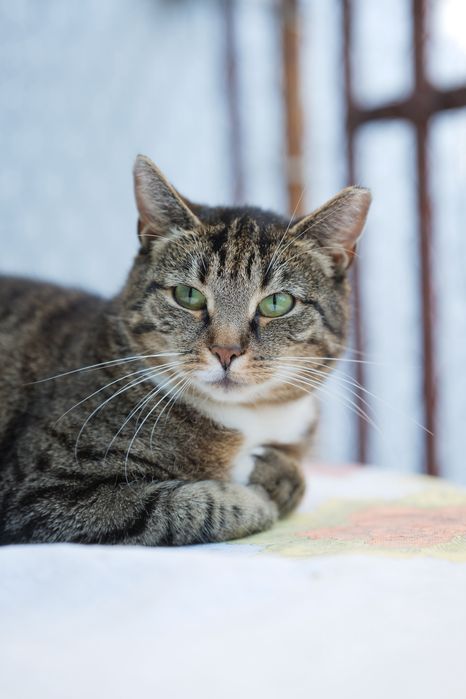 Papaja - spokojna, dorosła kotka szuka domu