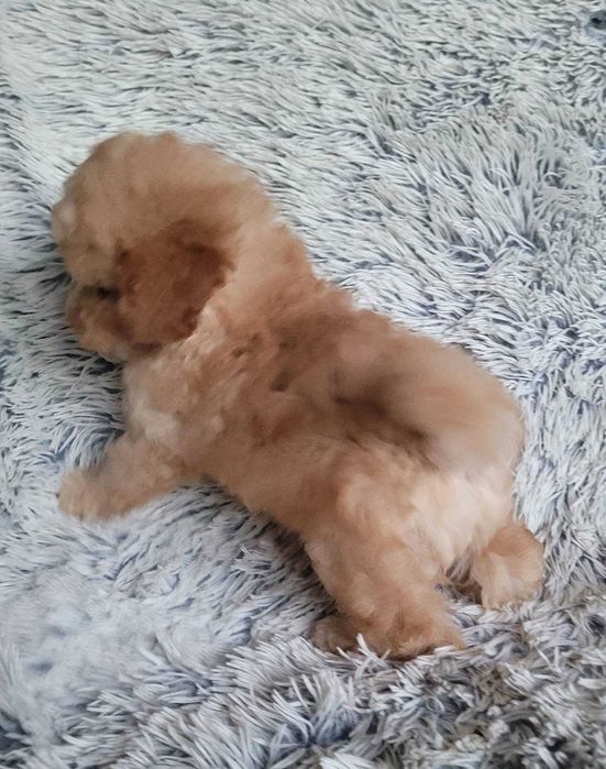 Дизайнерське цуценя Пом+Той в неймовірно красивому вбранні. Киянин,