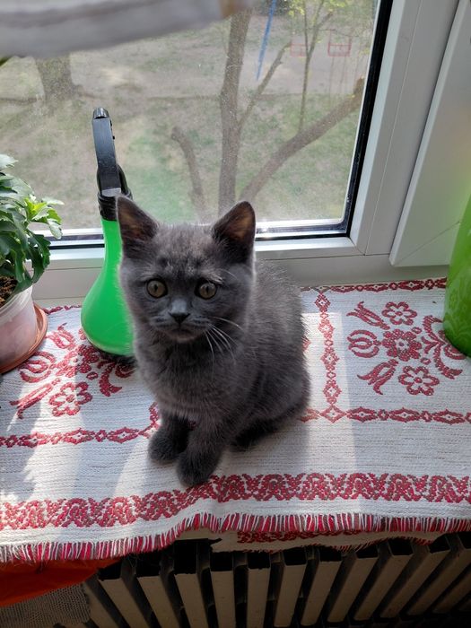 Скотиш страйт девочка