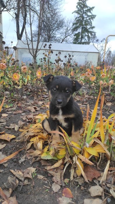 3 цуценя віддамо люблячій родині