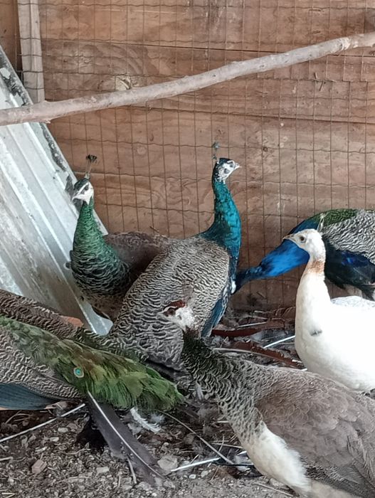 Pavão com um ano ...macho