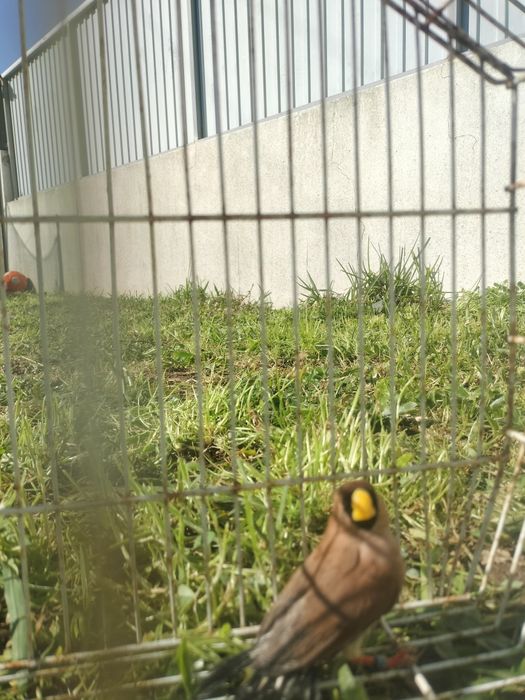 Exóticos disponíveis