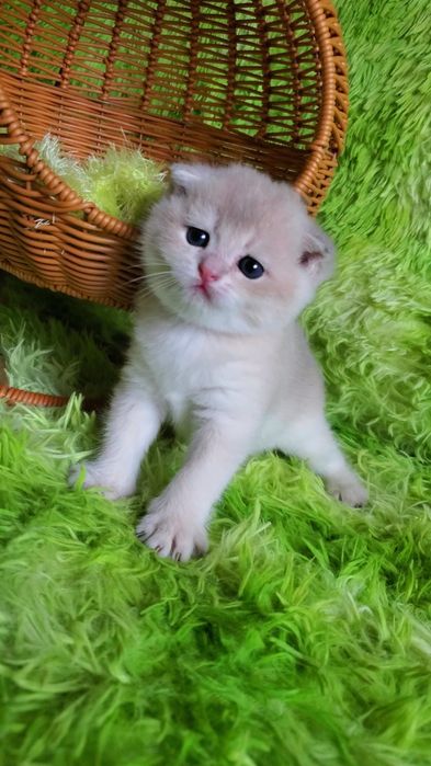 Нежные малыши ждут любящих родителей. Котята золотая шиншилла.