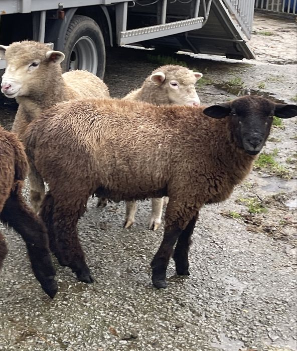 Borregos e borregas p3 e île de france puros / cruzados