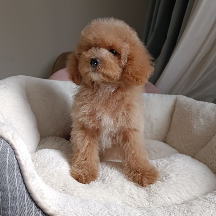 Мальтипу. Шикарна красуня. В Києві