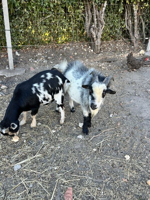 Casal de cabras anas