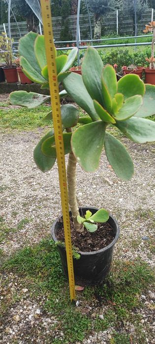 Planta suculenta