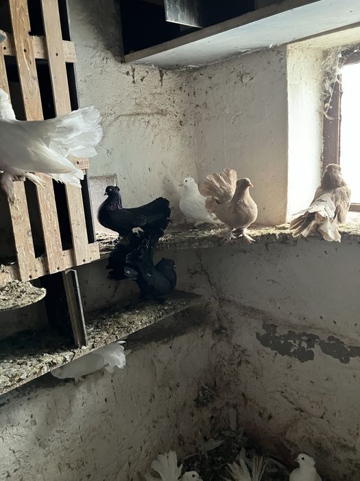 Pawiki indyjskie różne kolory likwidacja chodowli