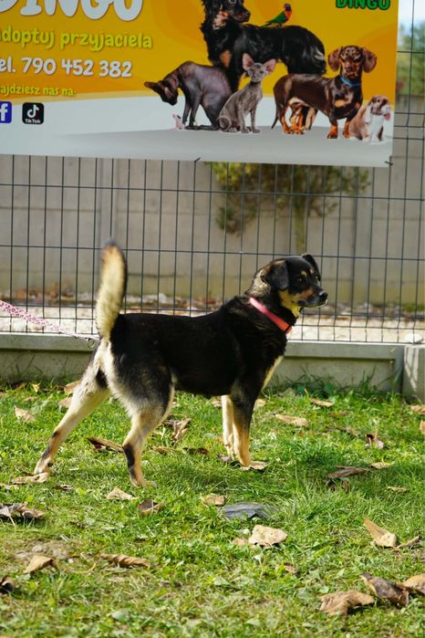 Sunienka do adopcji