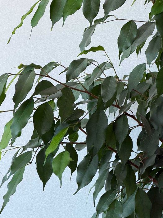 Ficus Benjamina adulto 140cm