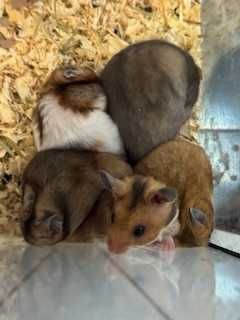 chomik syryjski gruby kocur rzeszów słodka