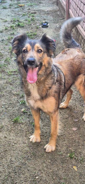 Suczka około 2 lata