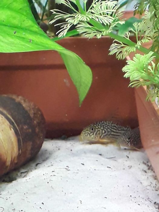 Kirys Sterby młode 2,5 - 3 cm Akwarysta