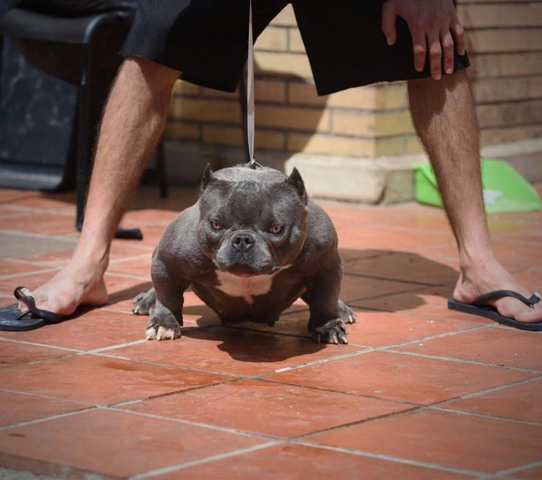 Мікро буллі екзотік
