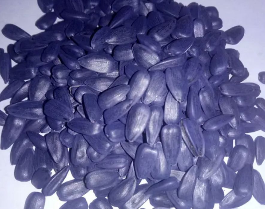 Насіння Соняшника під Євролайтинг Стрім