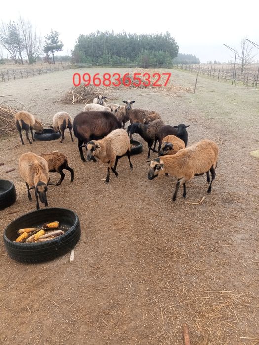 Вівці Камерунської  породи