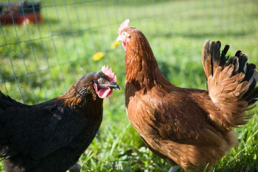 Kury odchowane Rosa kurka ogólnoużytkowa dowóz gratis